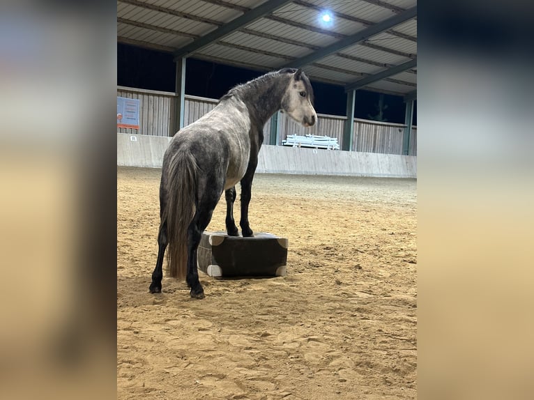 Kuc walijski sekcji A Ogier 4 lat 115 cm Siwa in Graz