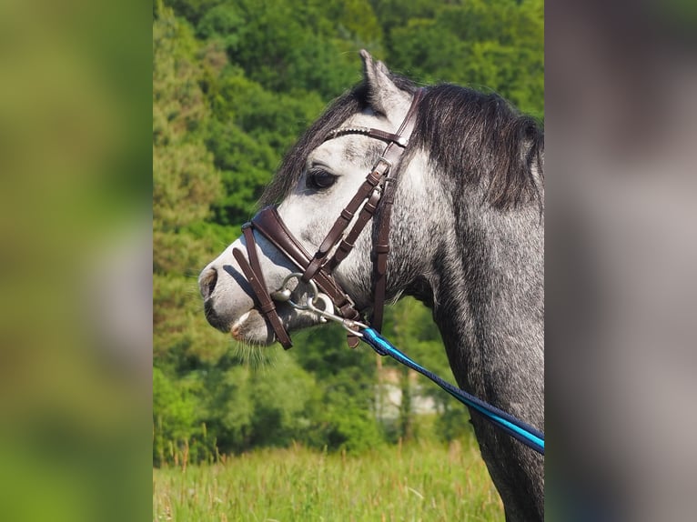 Kuc walijski sekcji A Ogier 4 lat 115 cm Siwa in Graz