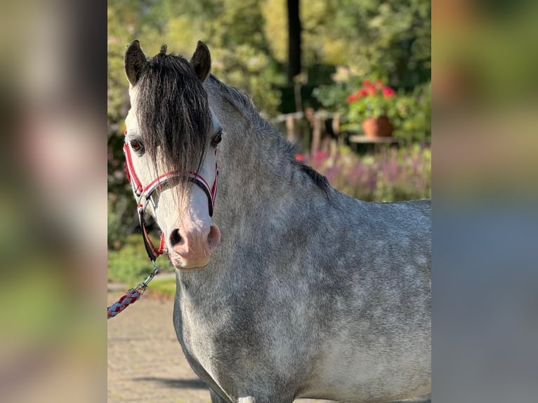 Kuc walijski sekcji A Ogier 5 lat 119 cm Siwa in Aalten