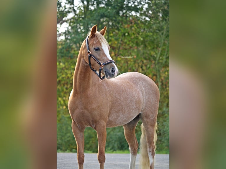 Kuc walijski sekcji A Ogier 6 lat 122 cm Kasztanowata in Nieuwegein