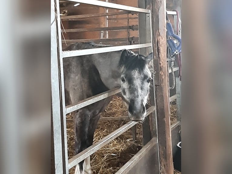 Kuc walijski sekcji A Ogier 7 lat 122 cm Siwa in Gemünden (Felda)