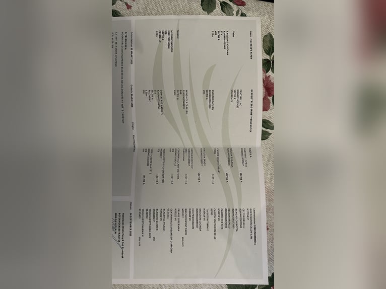 Kuc walijski sekcji A Ogier Źrebak (03/2025) 120 cm Izabelowata in Duiven