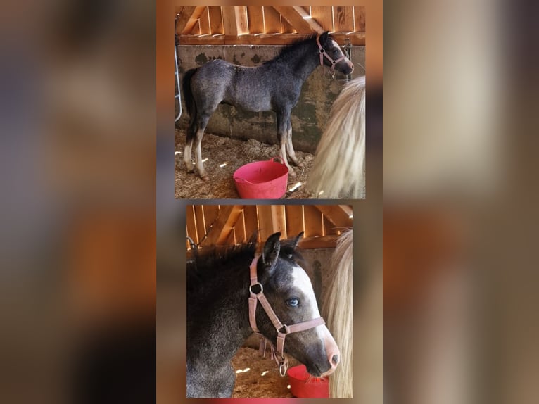 Kuc walijski sekcji A Ogier Źrebak (05/2025) 120 cm Siwa in Kiefersfelden