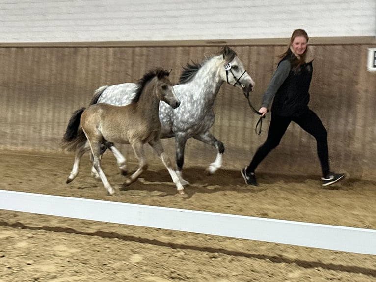 Kuc walijski sekcji A Ogier Źrebak (03/2024) 122 cm Jelenia in Satow