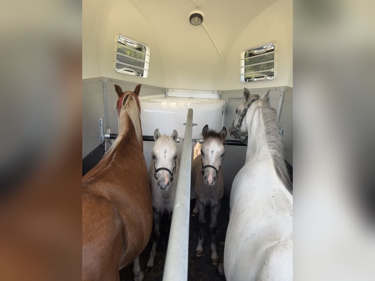 Kuc walijski sekcji A Ogier Źrebak (05/2025) Siwa in Hellenthal