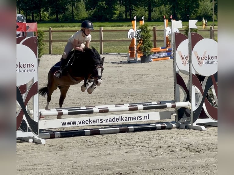 Kuc walijski sekcji A Wałach 10 lat 116 cm Gniada in Heythuysen