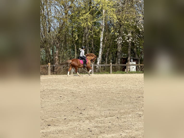 Kuc walijski sekcji A Wałach 10 lat 118 cm Kasztanowata in Buchholz