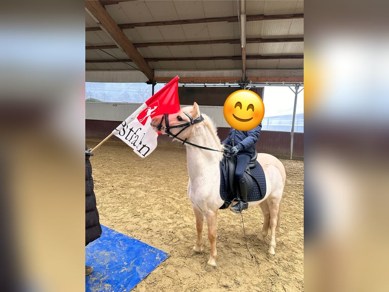 Kuc walijski sekcji A Wałach 11 lat 121 cm Izabelowata in Lüdinghausen