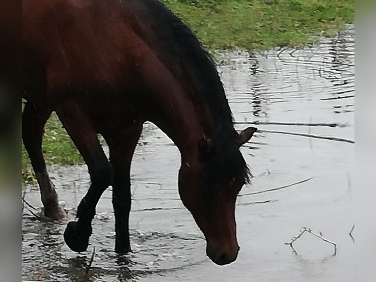 Kuc walijski sekcji A Wałach 12 lat 119 cm Gniada in Teisendorf Kuc walijski sekcji A Wałach 12 lat 119 cm Gniada in Teisendorf