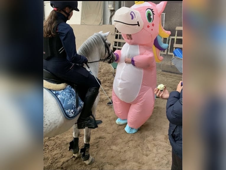Kuc walijski sekcji A Wałach 12 lat 122 cm Siwa in IndenInden