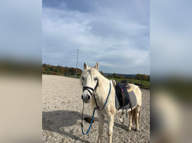 Kuc walijski sekcji A Wałach 12 lat 127 cm Siwa in Bad Wurzach