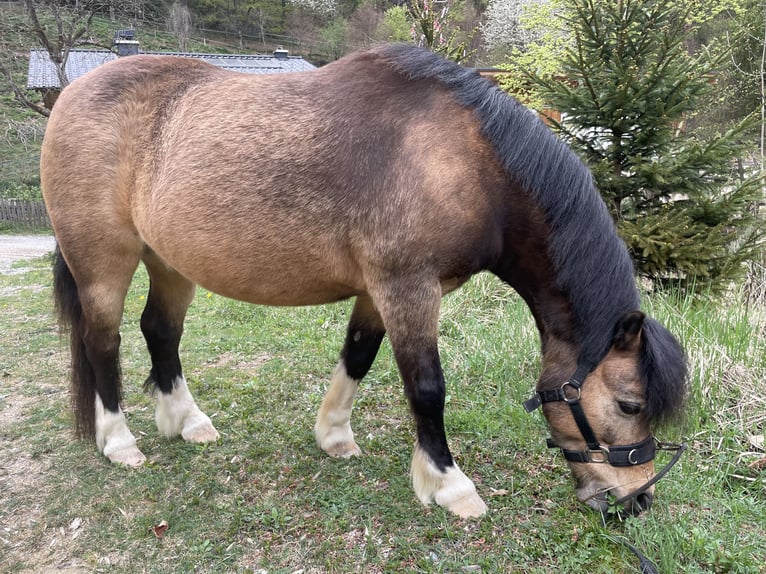 Kuc walijski sekcji A Wałach 13 lat 120 cm Bułana in Frohnleiten