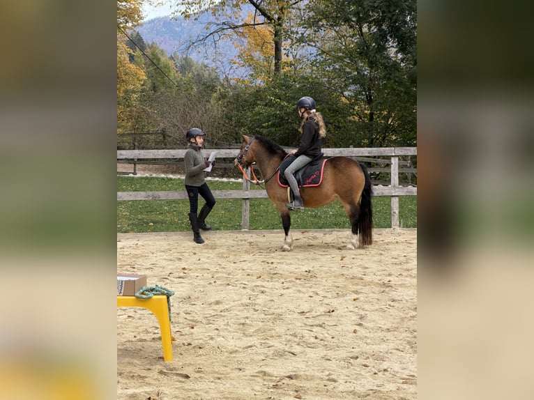 Kuc walijski sekcji A Wałach 13 lat 120 cm Bułana in Frohnleiten
