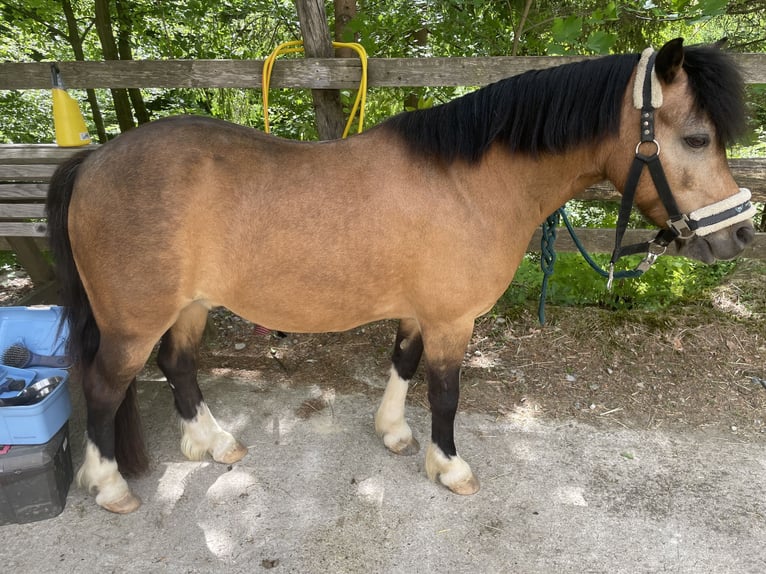 Kuc walijski sekcji A Wałach 13 lat 120 cm Bułana in Frohnleiten