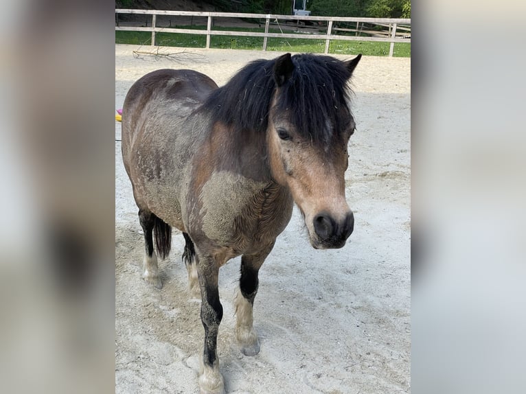 Kuc walijski sekcji A Wałach 13 lat 120 cm Bułana in Frohnleiten