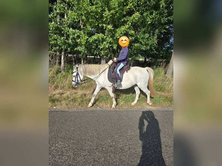 Kuc walijski sekcji A Wałach 13 lat 120 cm Siwa in Ladbergen