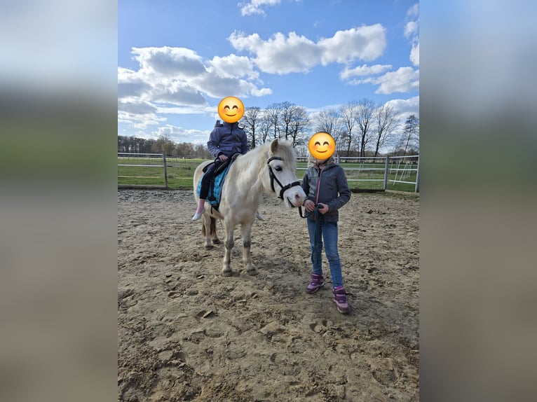 Kuc walijski sekcji A Wałach 13 lat 120 cm Siwa in Ladbergen