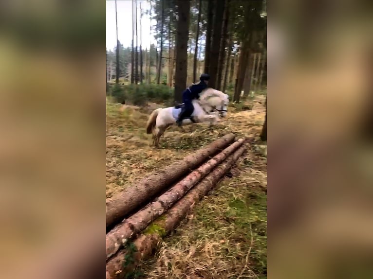 Kuc walijski sekcji A Wałach 13 lat 127 cm Siwa in Bad Wurzach