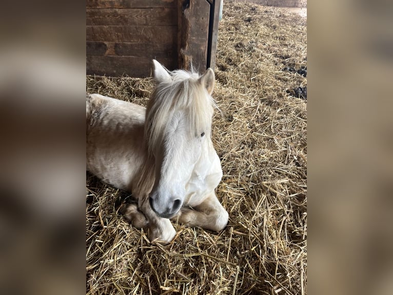 Kuc walijski sekcji A Wałach 13 lat 127 cm Siwa in Bad Wurzach