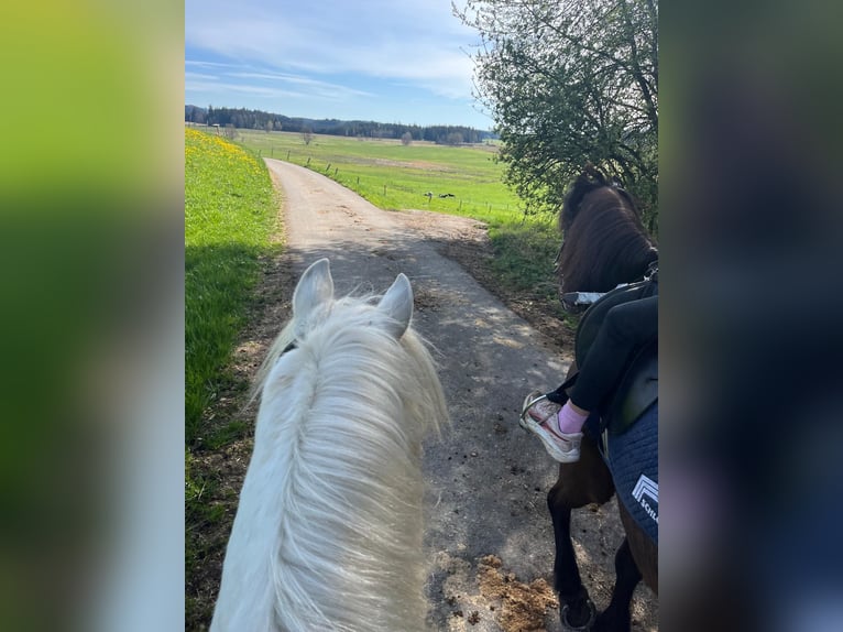 Kuc walijski sekcji A Wałach 13 lat 127 cm Siwa in Bad Wurzach