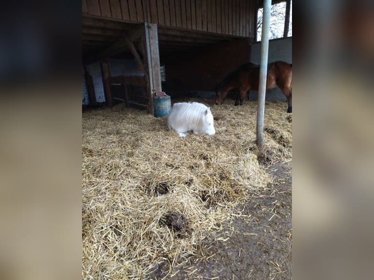 Kuc walijski sekcji A Wałach 13 lat 127 cm Siwa in Bad Wurzach