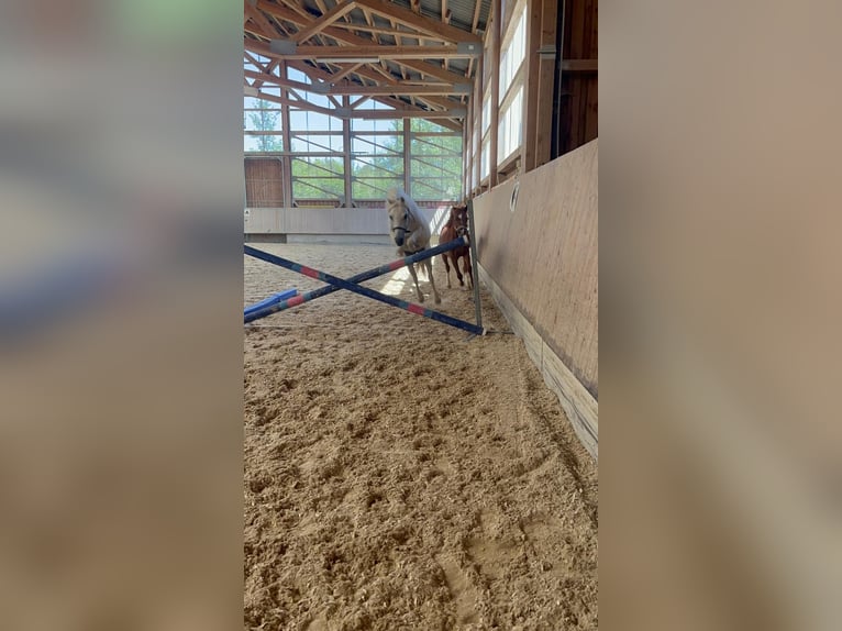 Kuc walijski sekcji A Wałach 13 lat 127 cm Siwa in Bad Wurzach