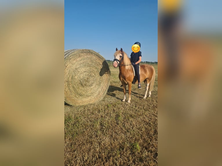 Kuc walijski sekcji A Wałach 14 lat 115 cm Kasztanowata in Martfeld