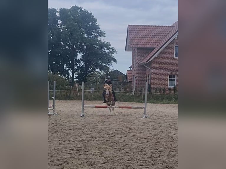 Kuc walijski sekcji A Wałach 14 lat 115 cm Kasztanowata in Martfeld