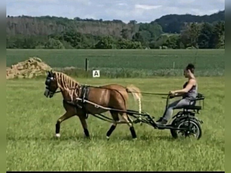 Kuc walijski sekcji A Wałach 14 lat 115 cm Kasztanowata in Martfeld