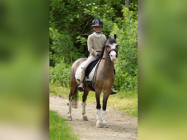 Kuc walijski sekcji A Wałach 14 lat 121 cm Ciemnogniada in Stieltjeskanaal