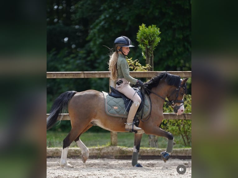 Kuc walijski sekcji A Wałach 14 lat 121 cm Ciemnogniada in Stieltjeskanaal