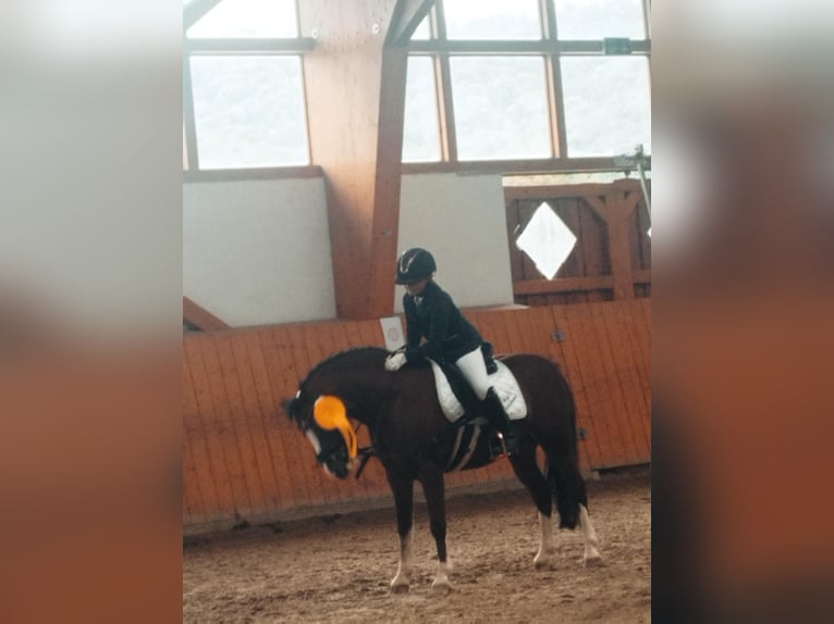 Kuc walijski sekcji A Wałach 14 lat 132 cm Gniada in Bodenwerder