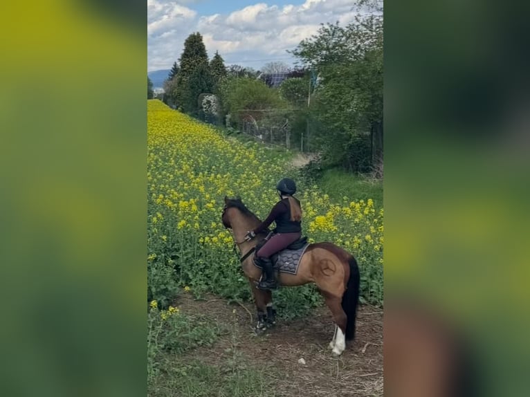 Kuc walijski sekcji A Wałach 14 lat 132 cm Gniada in Bodenwerder