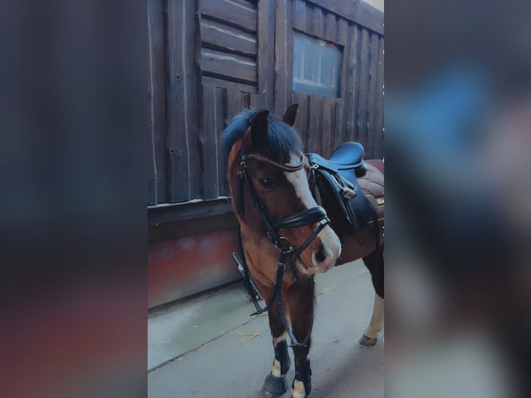 Kuc walijski sekcji A Wałach 14 lat 132 cm Gniada in Bodenwerder