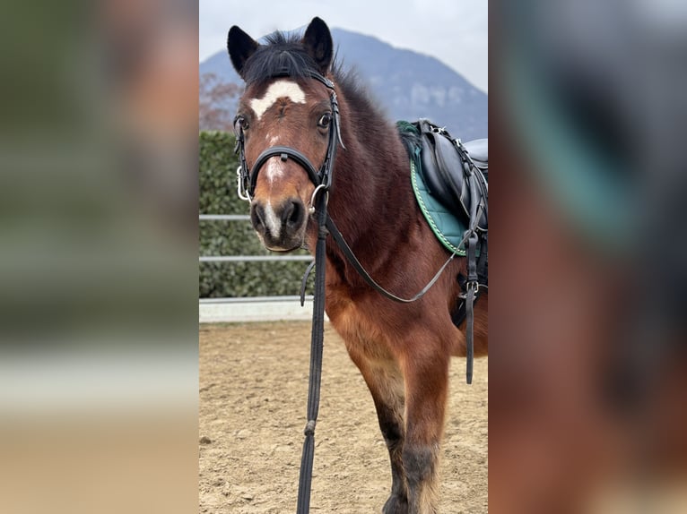 Kuc walijski sekcji A Wałach 15 lat 100 cm Gniada in Bergamo