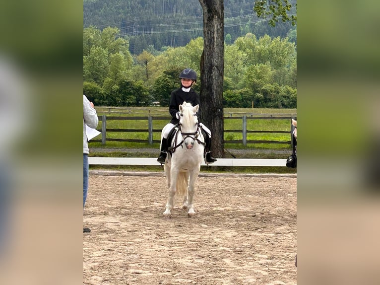 Kuc walijski sekcji A Wałach 15 lat 110 cm Siwa in Mieming