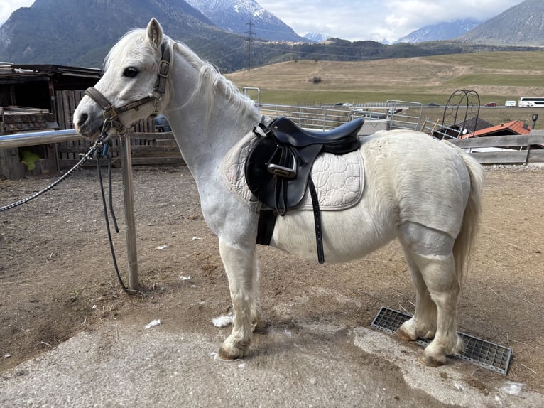 Kuc walijski sekcji A Wałach 15 lat 110 cm Siwa in Mieming