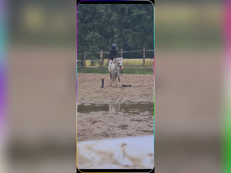 Kuc walijski sekcji A Wałach 15 lat 117 cm Siwa in Gasselternijveenschemond