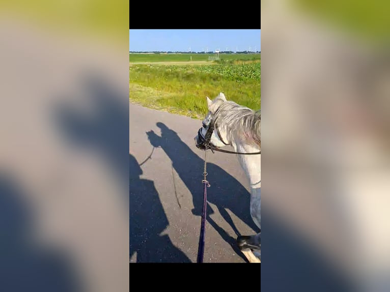 Kuc walijski sekcji A Wałach 15 lat 117 cm Siwa in Gasselternijveenschemond