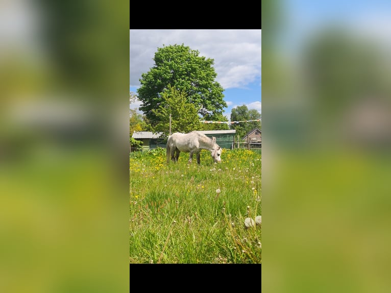 Kuc walijski sekcji A Wałach 15 lat 117 cm Siwa in Gasselternijveenschemond