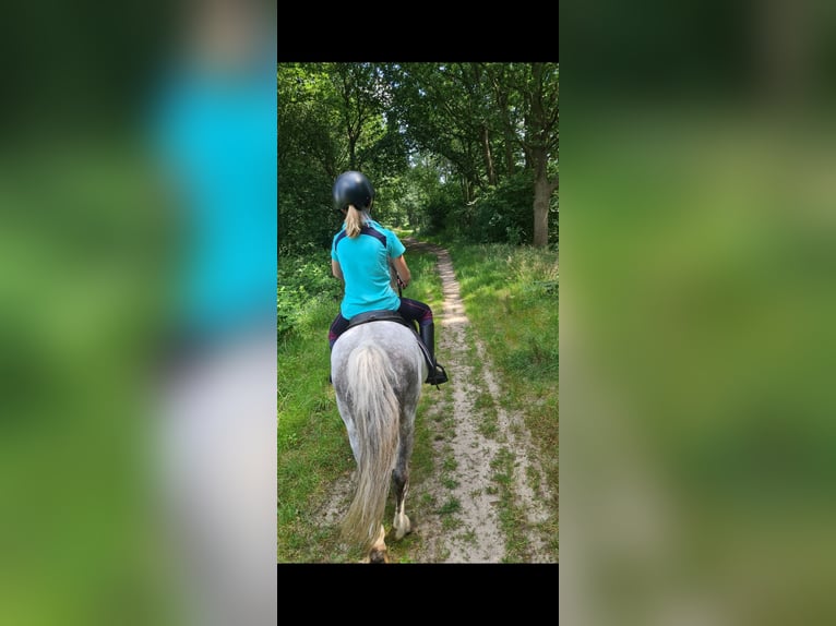Kuc walijski sekcji A Wałach 15 lat 117 cm Siwa in Gasselternijveenschemond