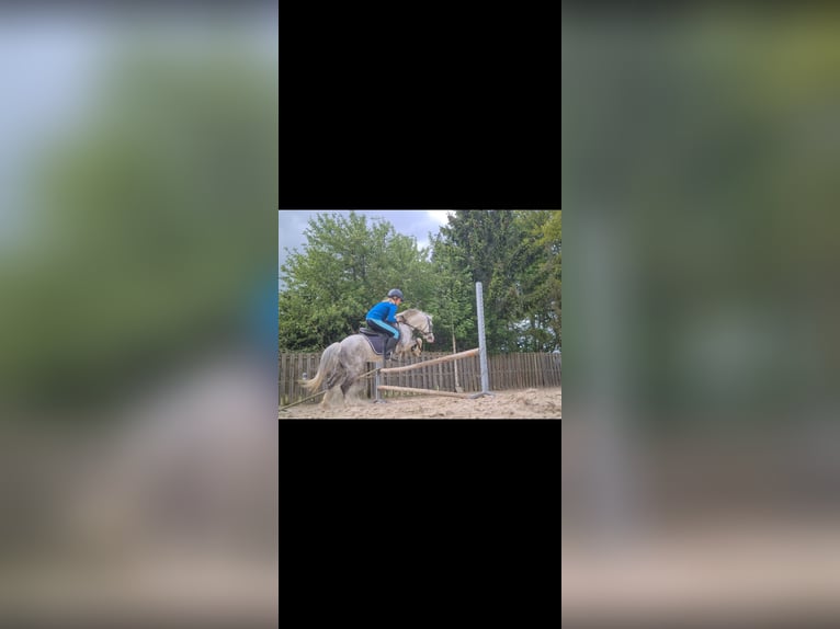 Kuc walijski sekcji A Wałach 15 lat 117 cm Siwa in Gasselternijveenschemond