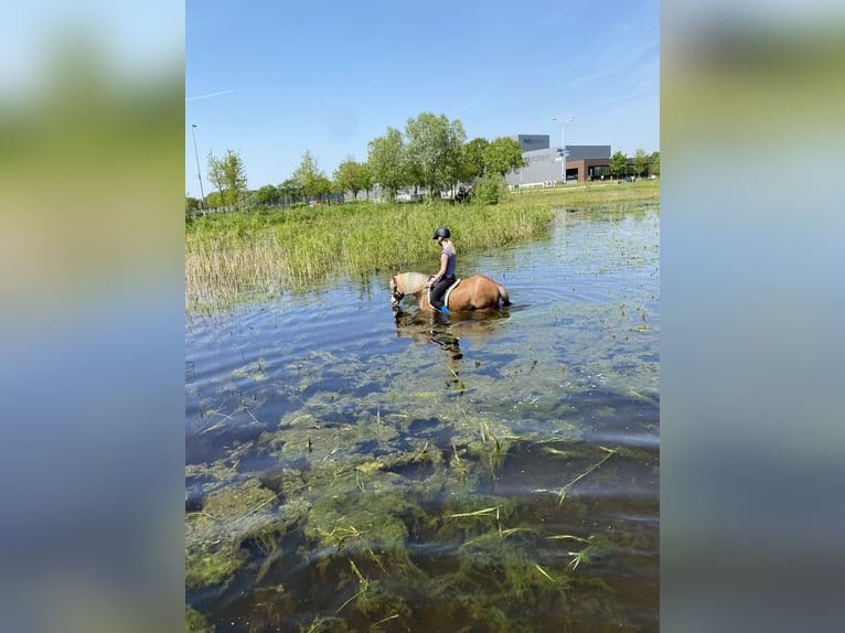 Kuc walijski sekcji A Wałach 15 lat 119 cm Kasztanowata in De Klomp