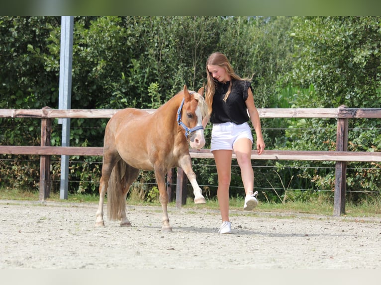 Kuc walijski sekcji A Wałach 15 lat 119 cm Kasztanowata in De Klomp