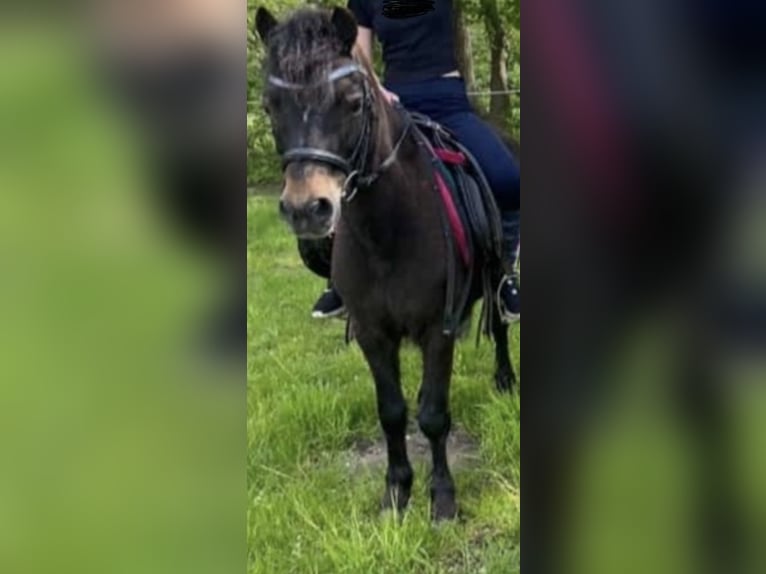 Kuc walijski sekcji A Wałach 18 lat 119 cm Kara in Norderstedt