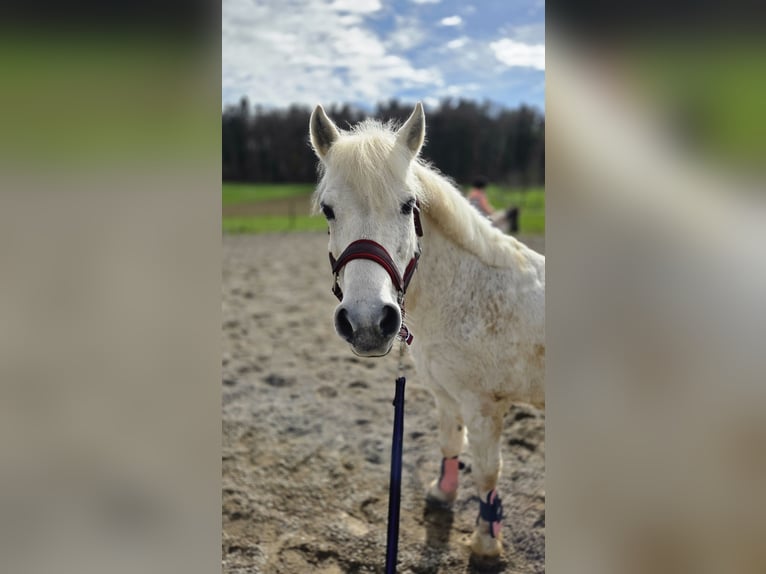 Kuc walijski sekcji A Wałach 18 lat 125 cm  in Basadingen