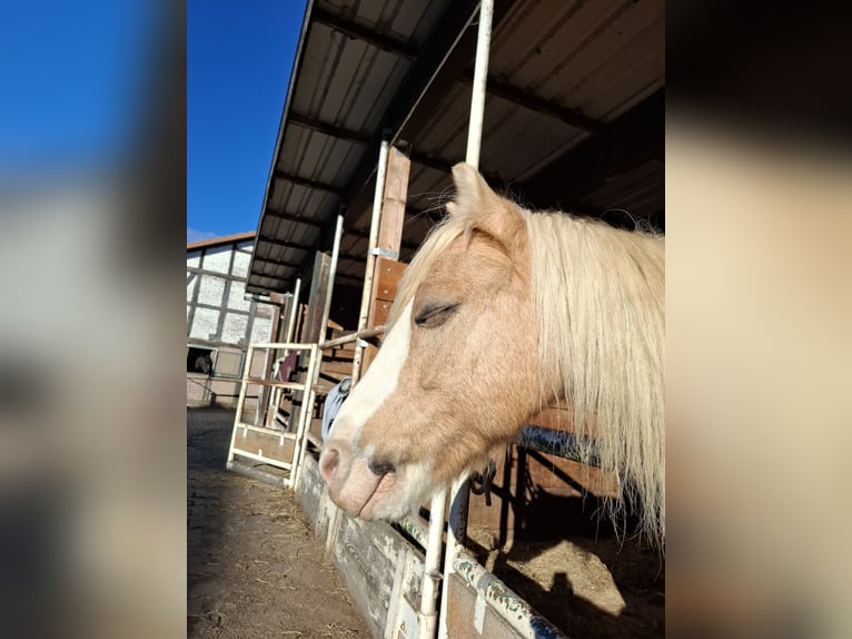 Kuc walijski sekcji A Wałach 19 lat 110 cm Izabelowata in Malsfeld