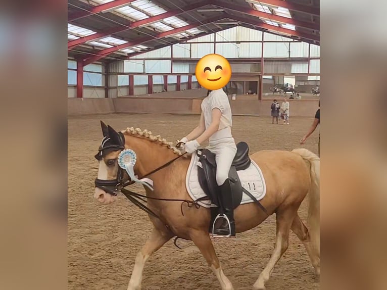 Kuc walijski sekcji A Wałach 19 lat 110 cm Izabelowata in Malsfeld