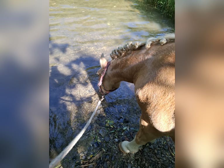 Kuc walijski sekcji A Wałach 19 lat 110 cm Izabelowata in Malsfeld