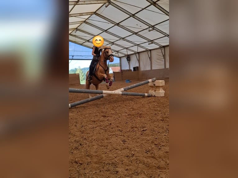 Kuc walijski sekcji A Wałach 19 lat 110 cm Izabelowata in Malsfeld